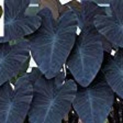 Pinkdose 1 colocasia esculenta (Black Magic Elephant Ear), (Bulbs) Really Pops In The Shade. . Now Shipping ! [OFERTAS]